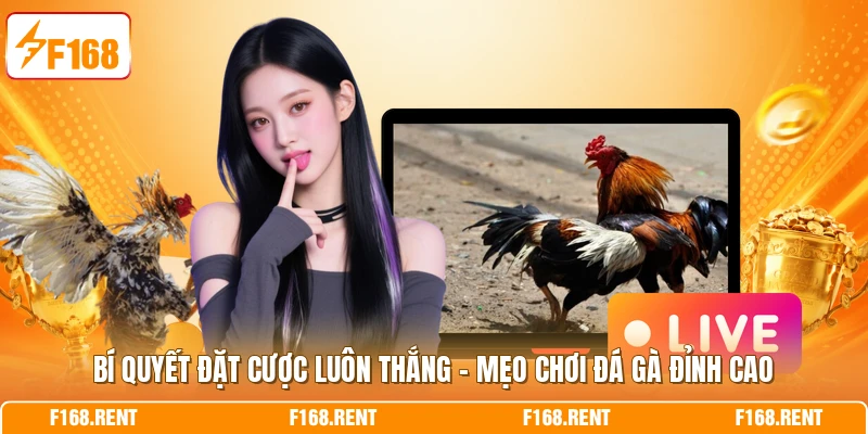 Bí quyết đặt cược luôn thắng cần quan sát thần thái gà chiến