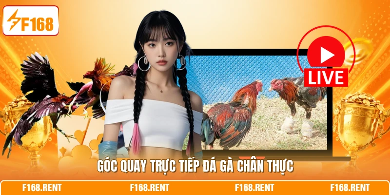 Góc quay trực tiếp đá gà chân thực