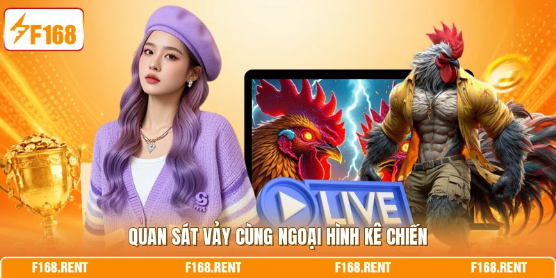 Quan sát vảy cùng ngoại hình kê chiến